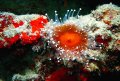 Anenome Cakau Lekaleka